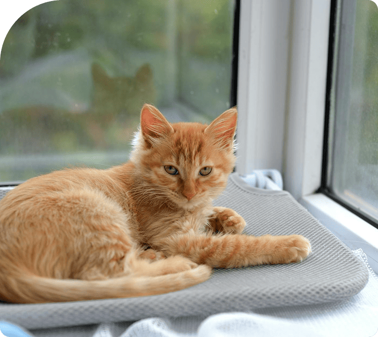 Navigating the Pet Boarding Market
