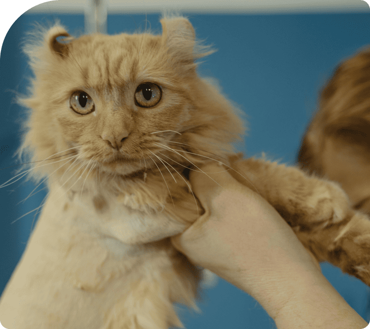 Veterinary Clinics vet market