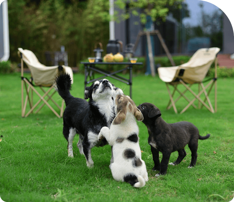 Pet Boarding Success in Action
